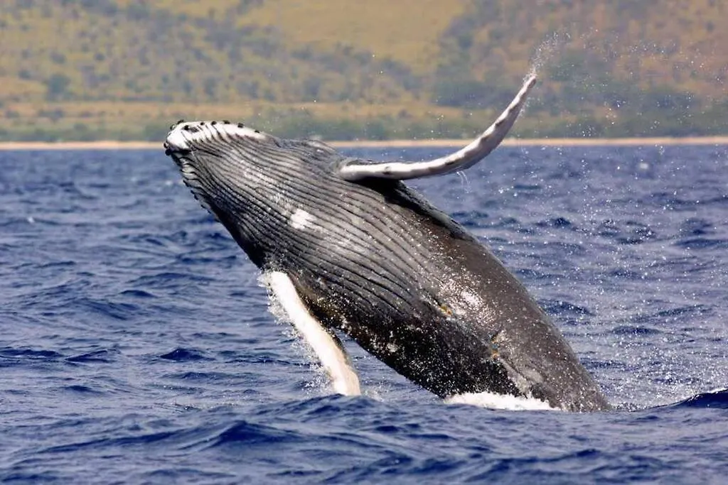 Holiday home Stunning Ocean Views - Whale House Hawaii Villa Hawaiian Paradise Park